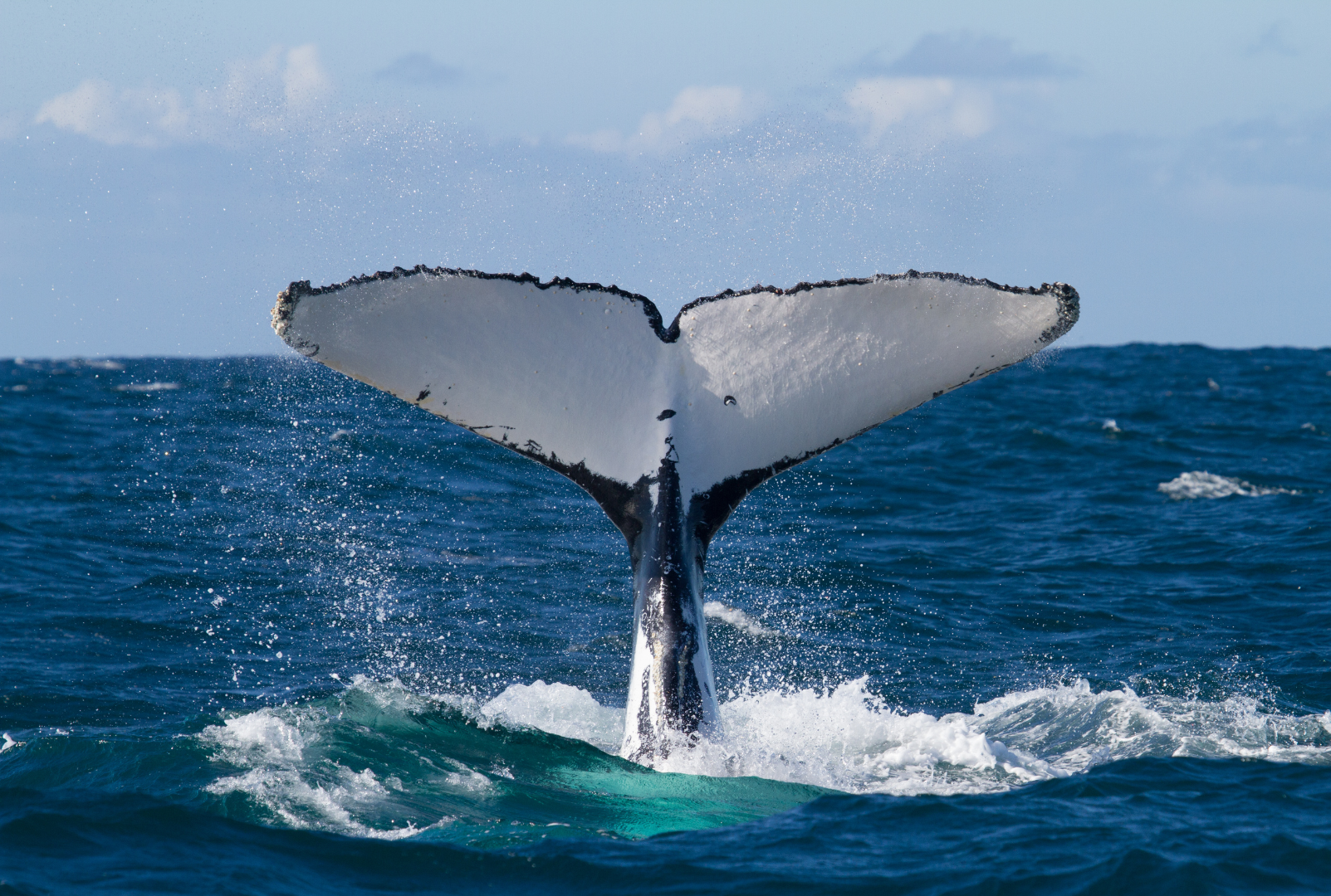 World Whale Day 2024: the danger they face