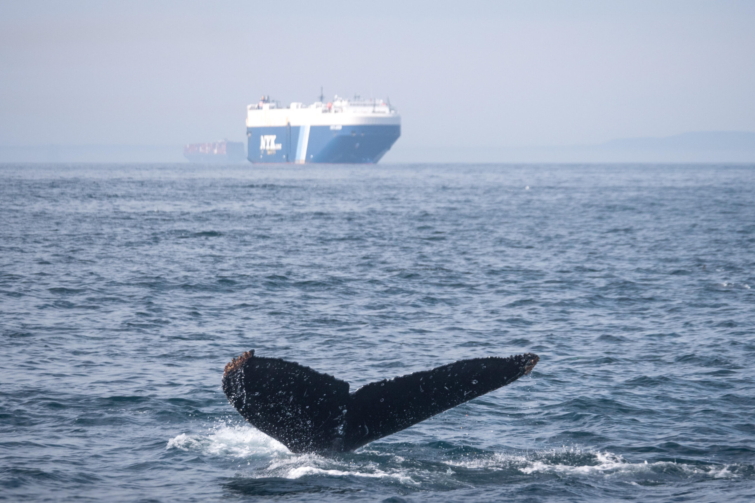 Protecting just 2.6% of the oceans to save thousands of whales every year