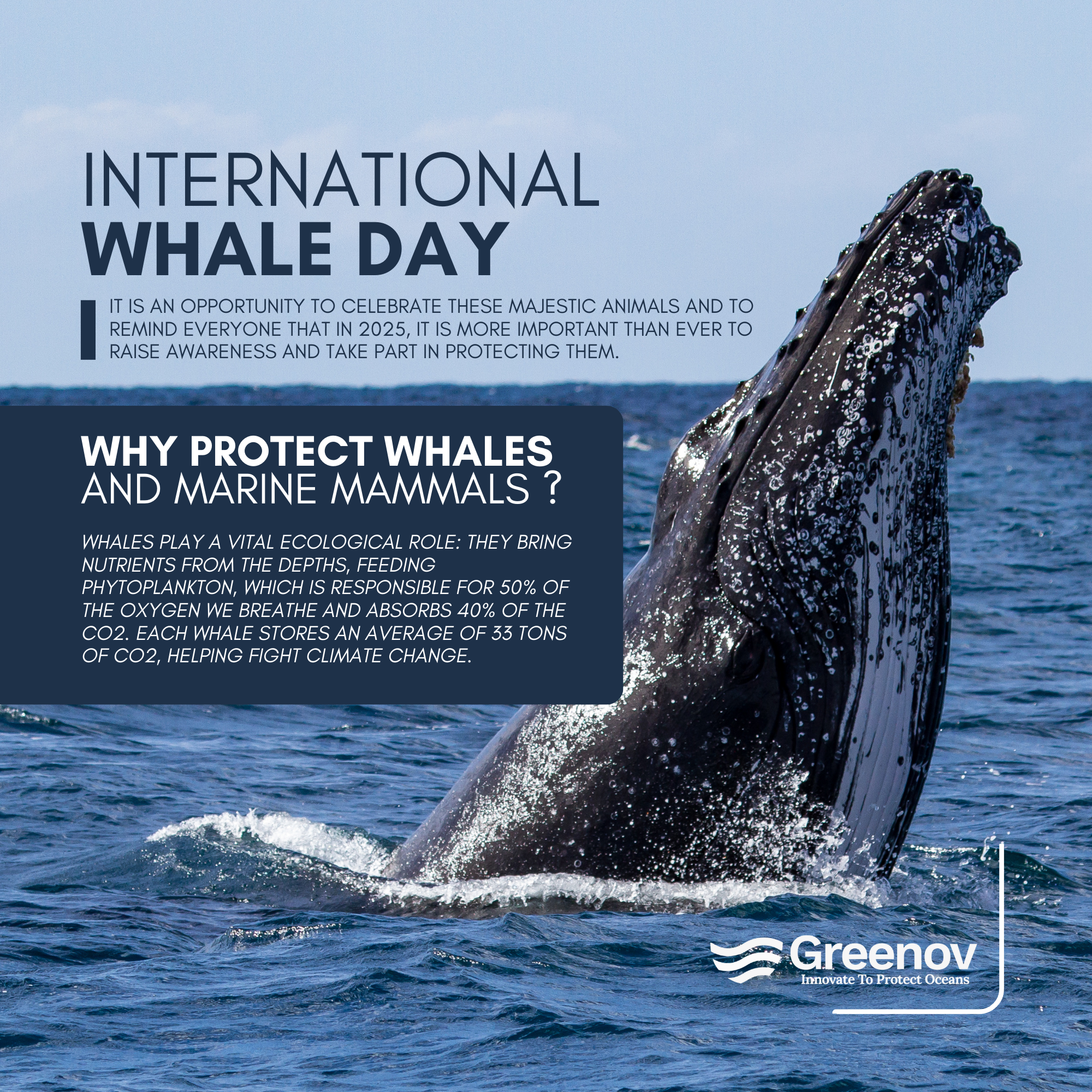 International Whale Day